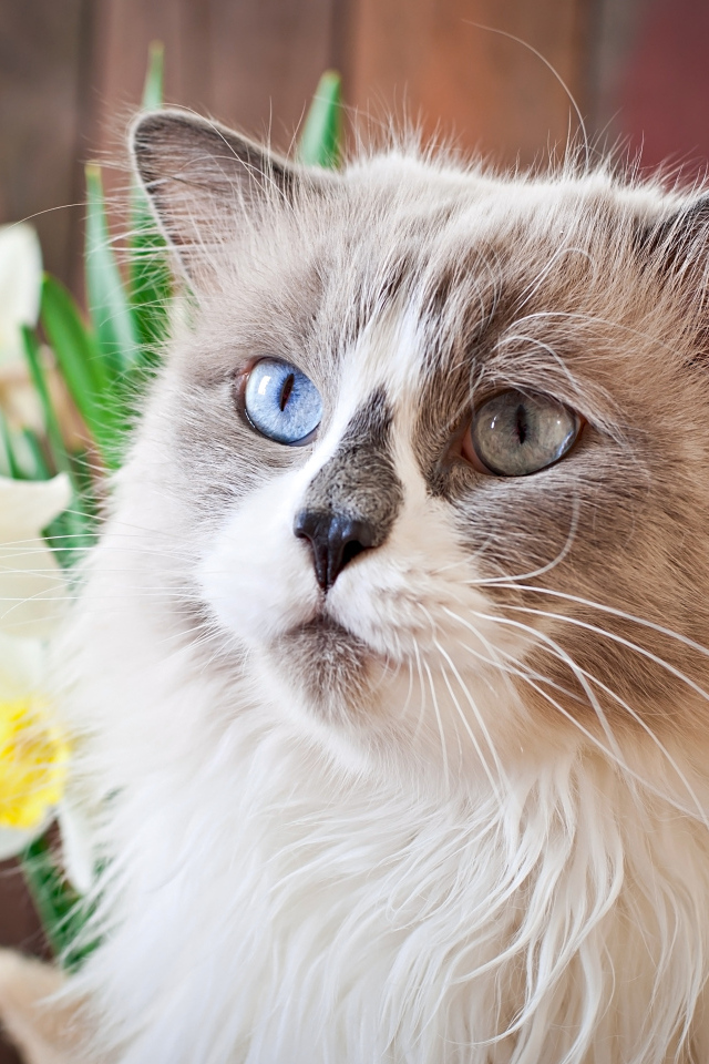 Красивый кот с разными глазами с цветами нарцисса 