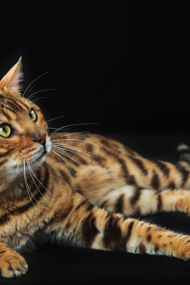 Красивый дорогой бенгальский кот на черном фоне