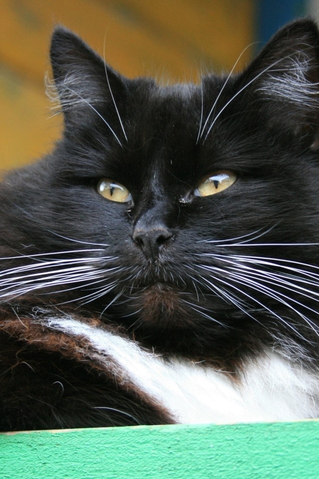 Красивый пушистый черный кот с зелеными глазами