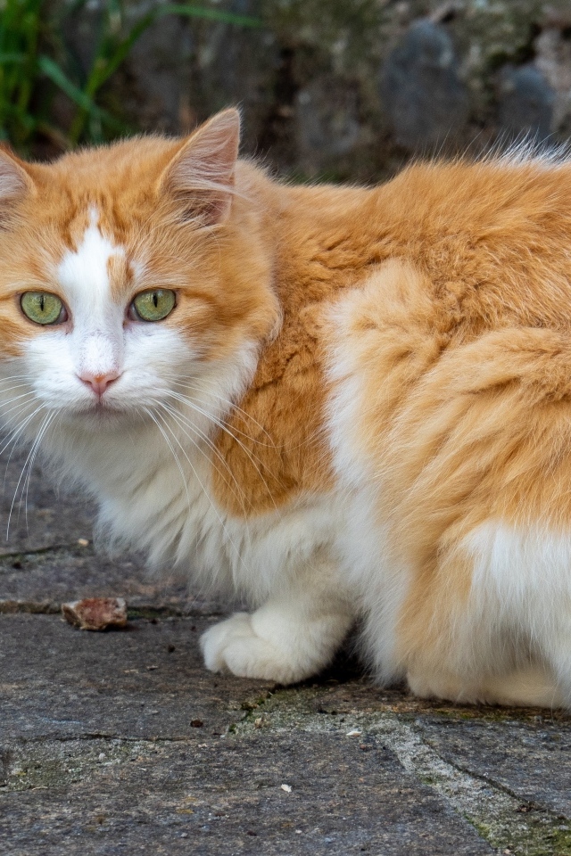 Красивый зеленоглазый пушистый рыжий с белым кот 