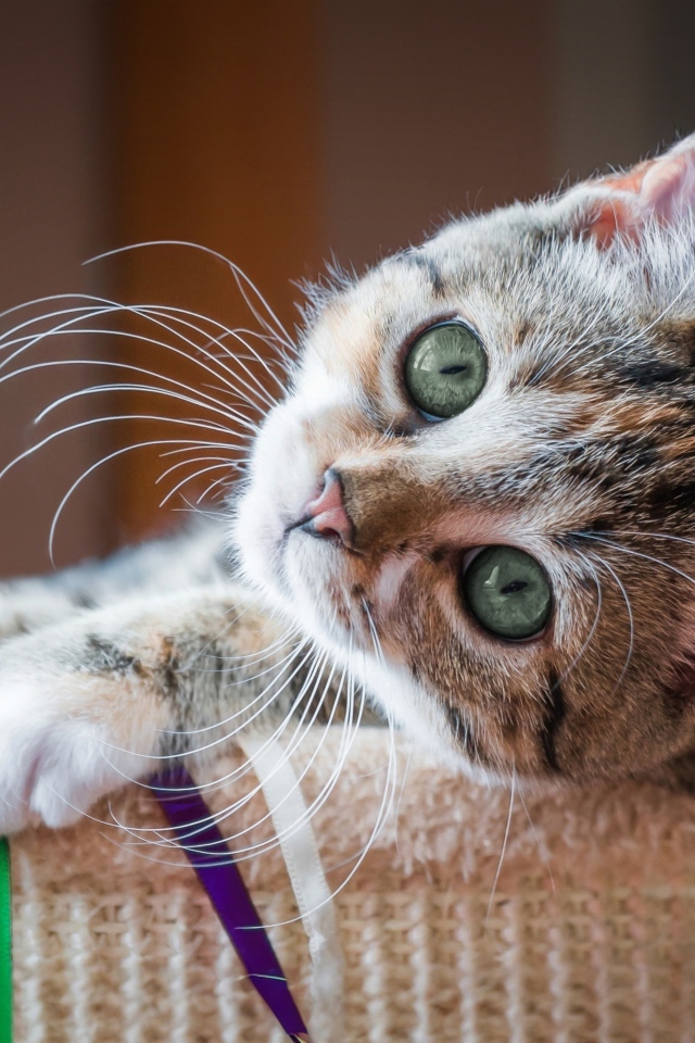 Красивый маленький серый котенок с зелеными глазами