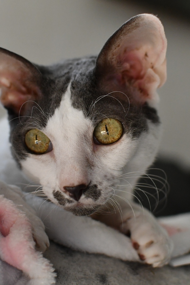 Красивый породистый кот лежит на кровати 