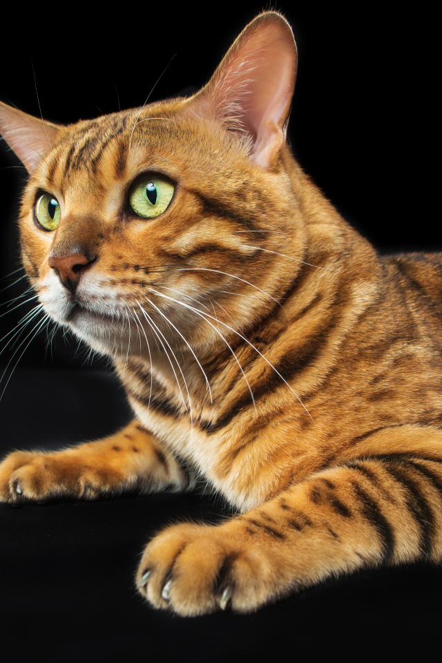 Бенгальский кот с зелеными глазами на черном фоне