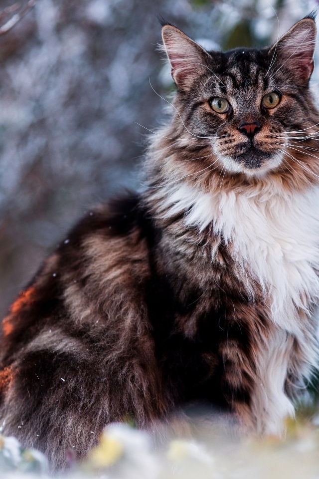 Большой мейн кун сидит в ветках 