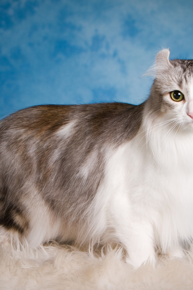 Большая красивая пушистая кошка на голубом фоне