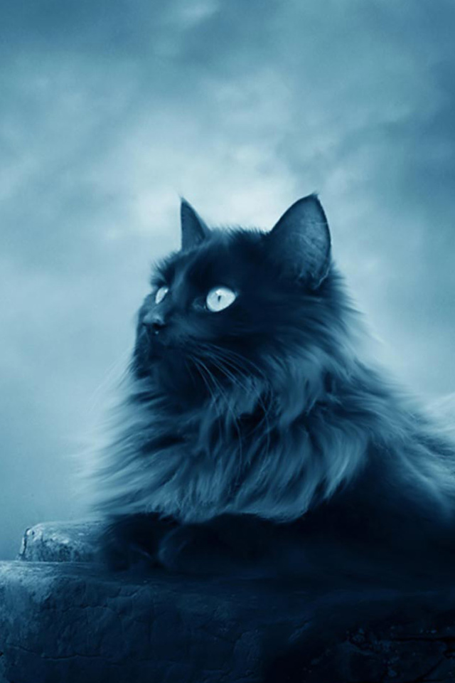 Большой черный кот лежит на камнях 