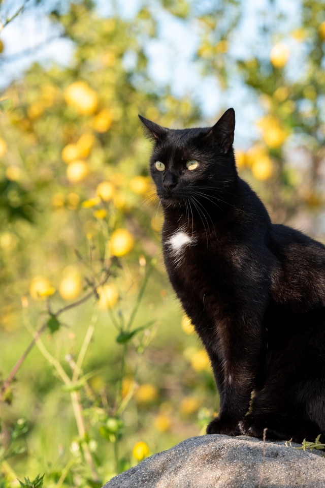 Большой черный кот сидит на камне в саду