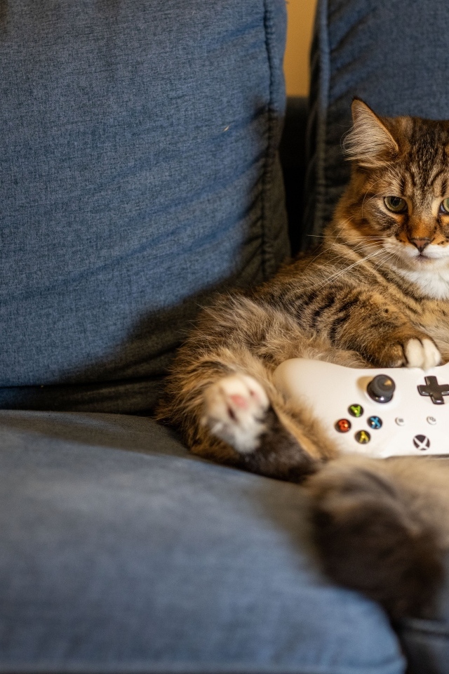 Большой серый кот с игровым джойстиком