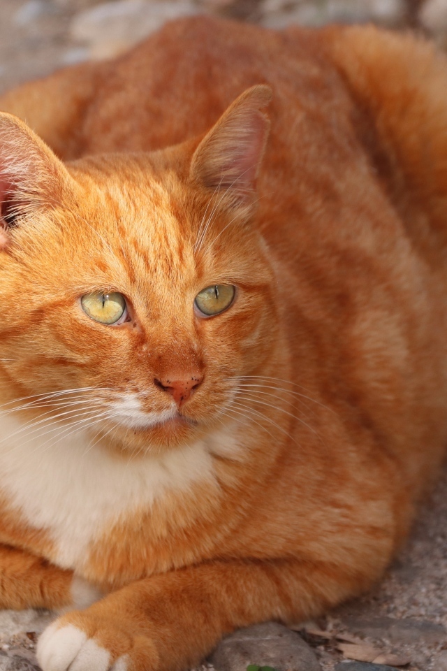 Большой зеленоглазый рыжий кот 