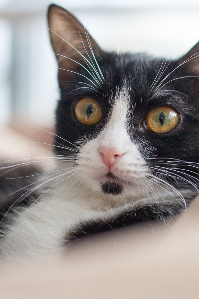 Черно-белый кот лежит на диване