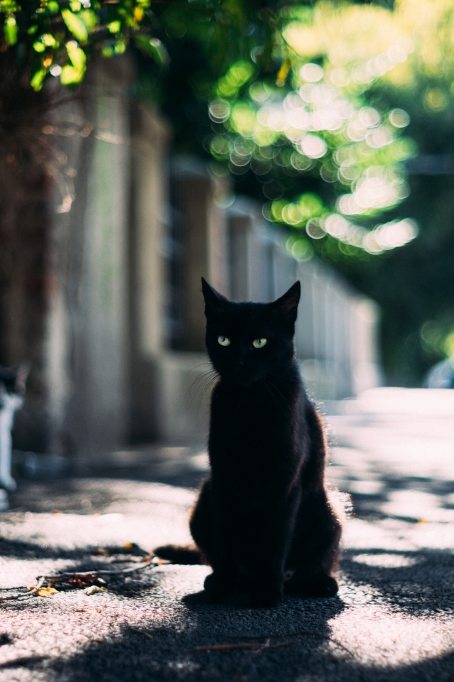 Черный зеленоглазый кот сидит на дороге