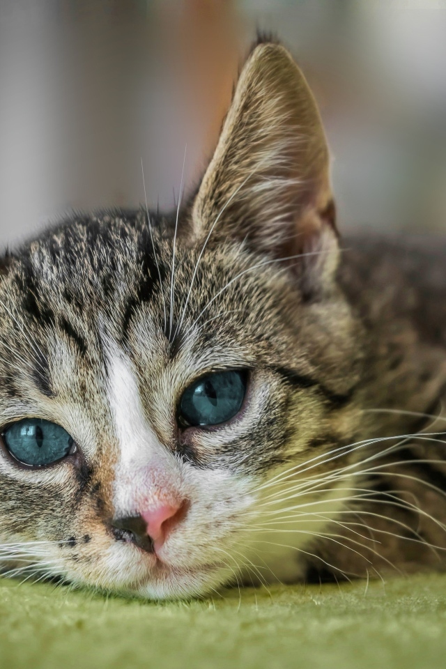 Голубоглазая европейская короткошерстная кошка