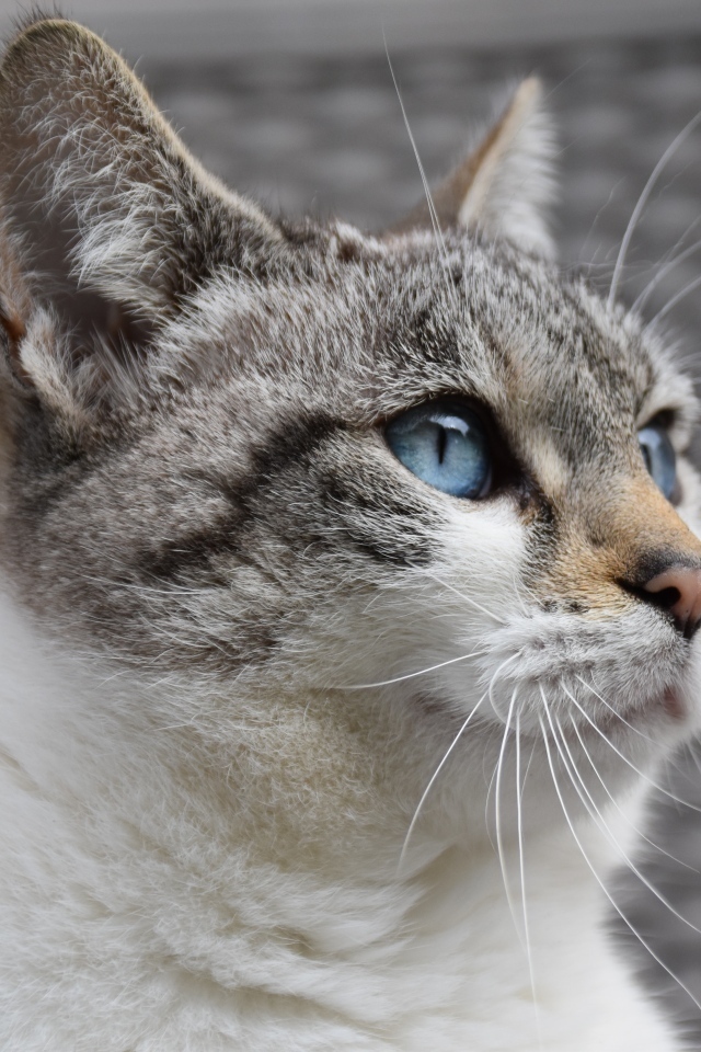 Голубоглазая европейская кошка