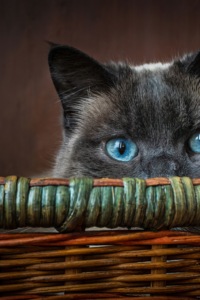 Голубоглазый кот сидит в корзине