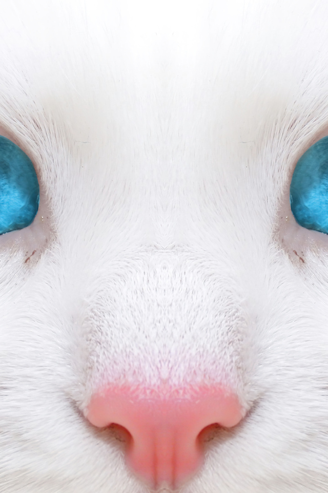 Голубоглазая кошка с розовым носом