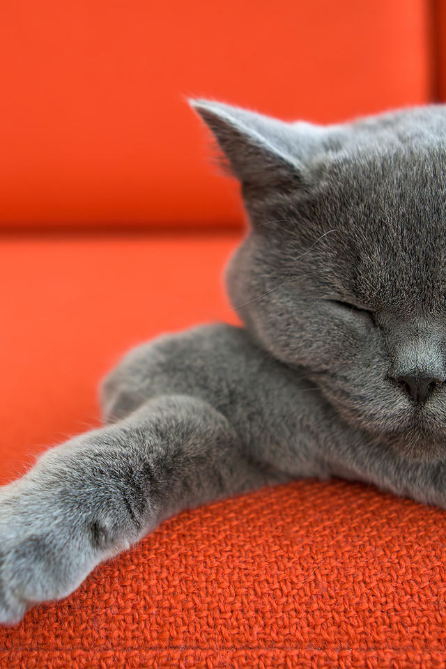 Кот британской породы спит на красном диване