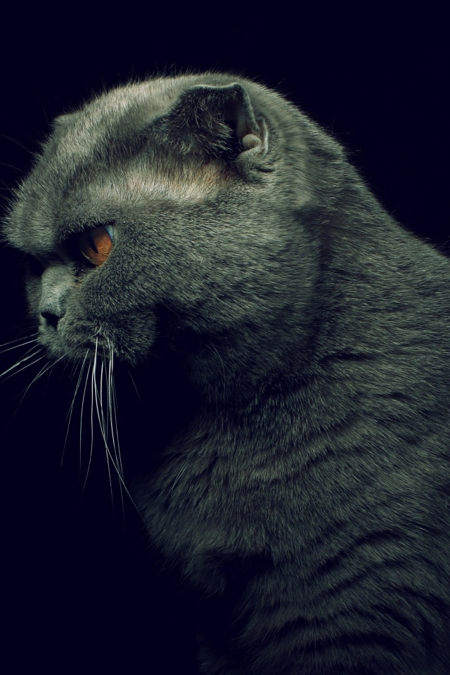 Британская кошка на черном фоне