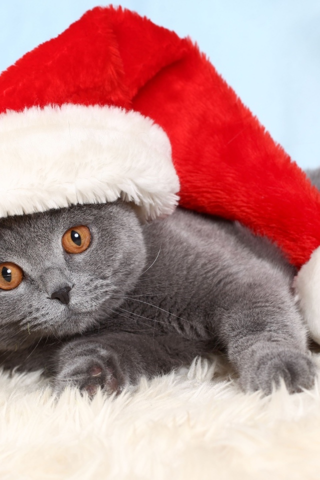 Британский кот в шапке Санта Клауса
