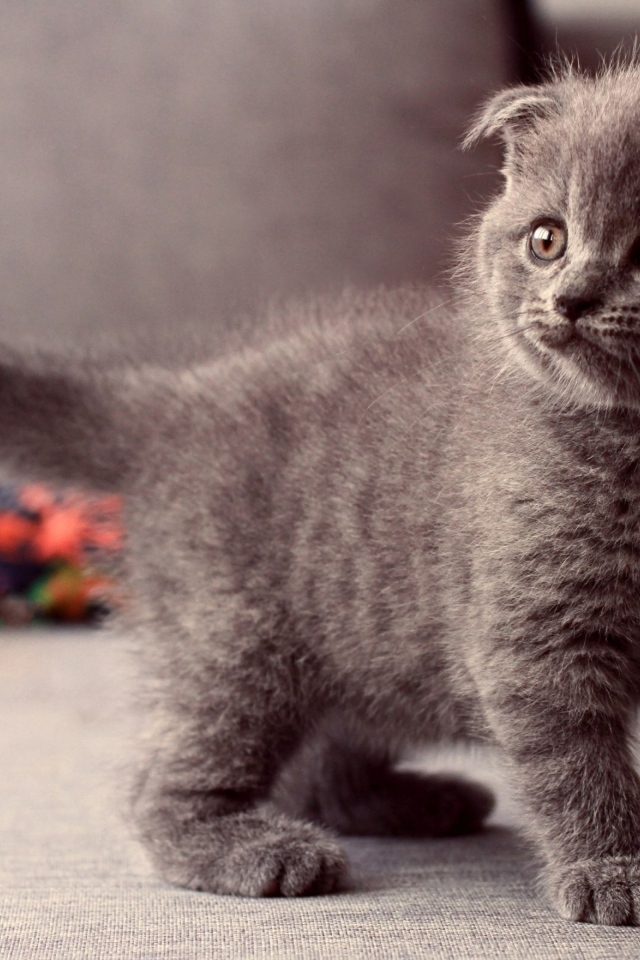 Британский вислоухий серый котенок