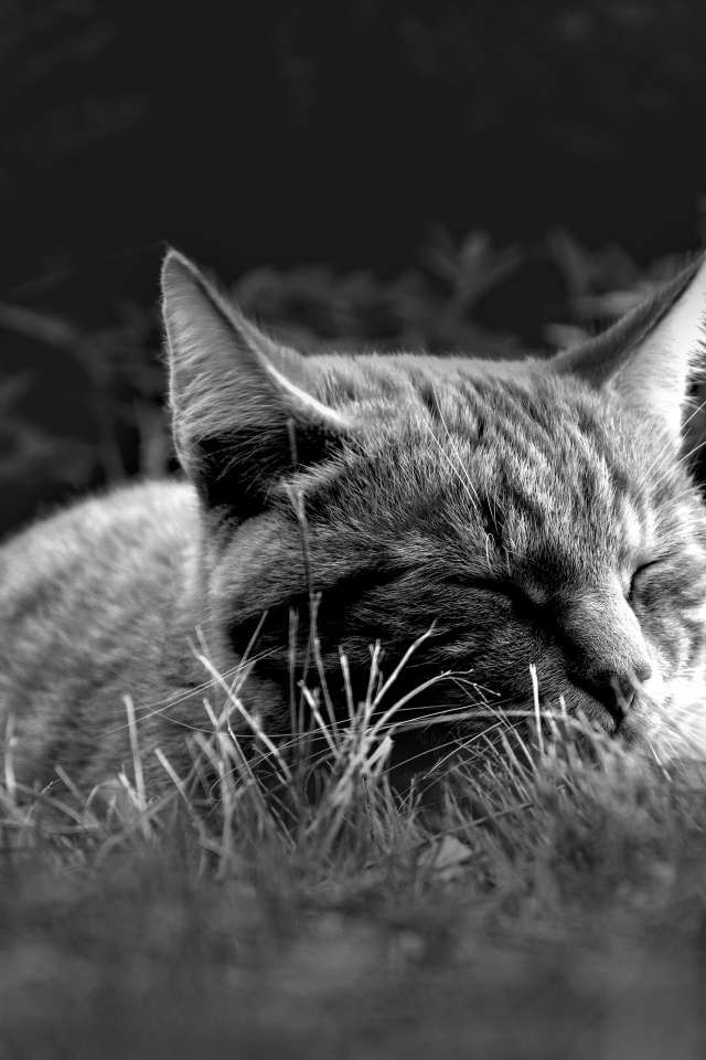 Кот спит в зеленой траве