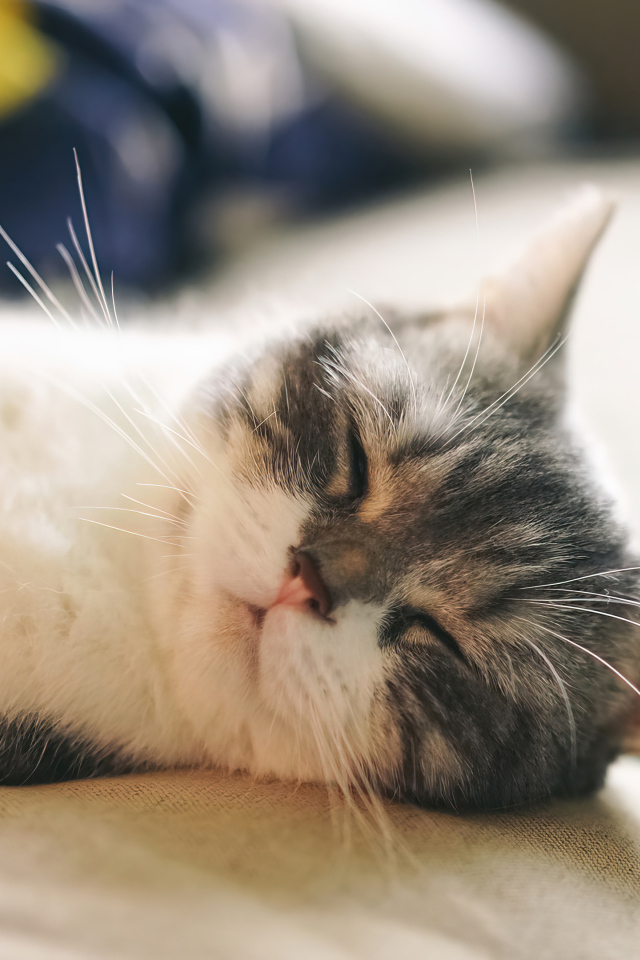 Милый кот спит на диване