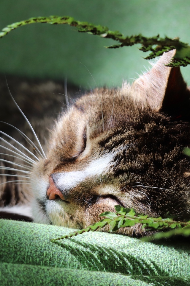 Милый кот спит на кровати у цветка