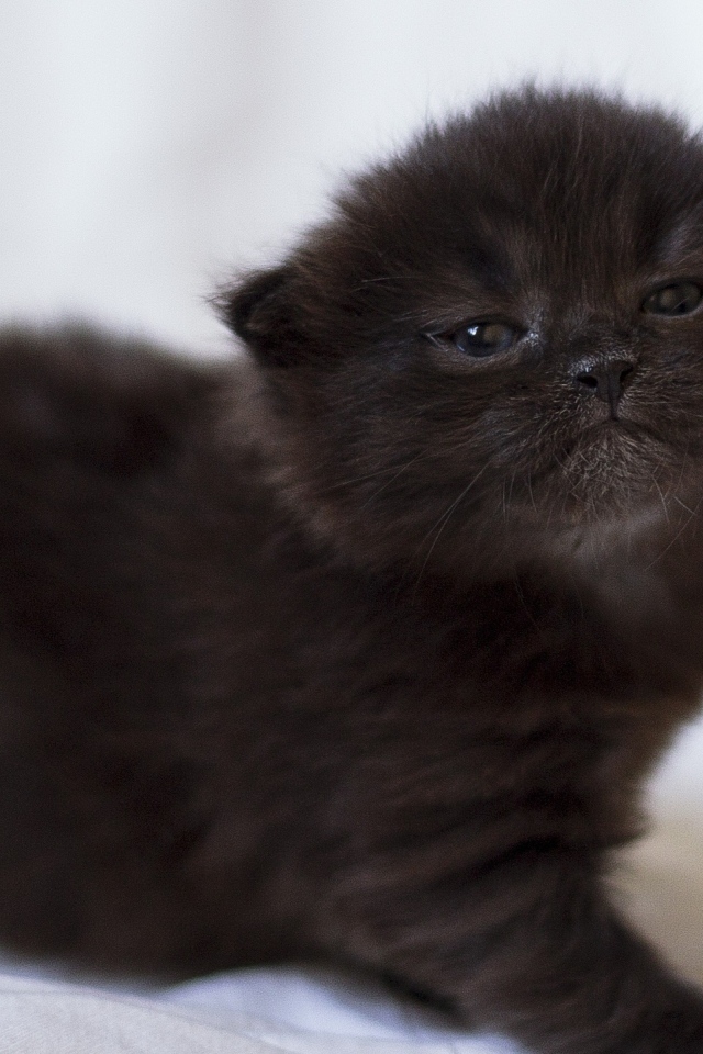 Милый маленький черный котенок крупным планом