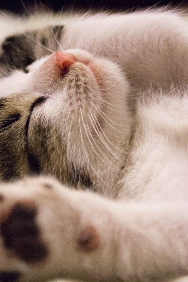 Милый спящий котенок с поднятыми лапами