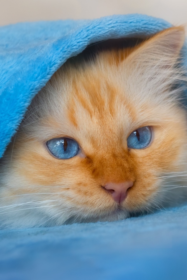 Пушистый голубоглазый котенок под покрывалом