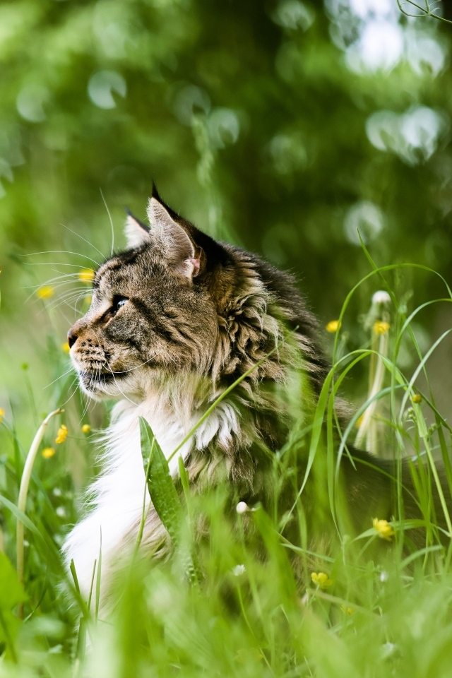Пушистый серый кот сидит в зеленой траве