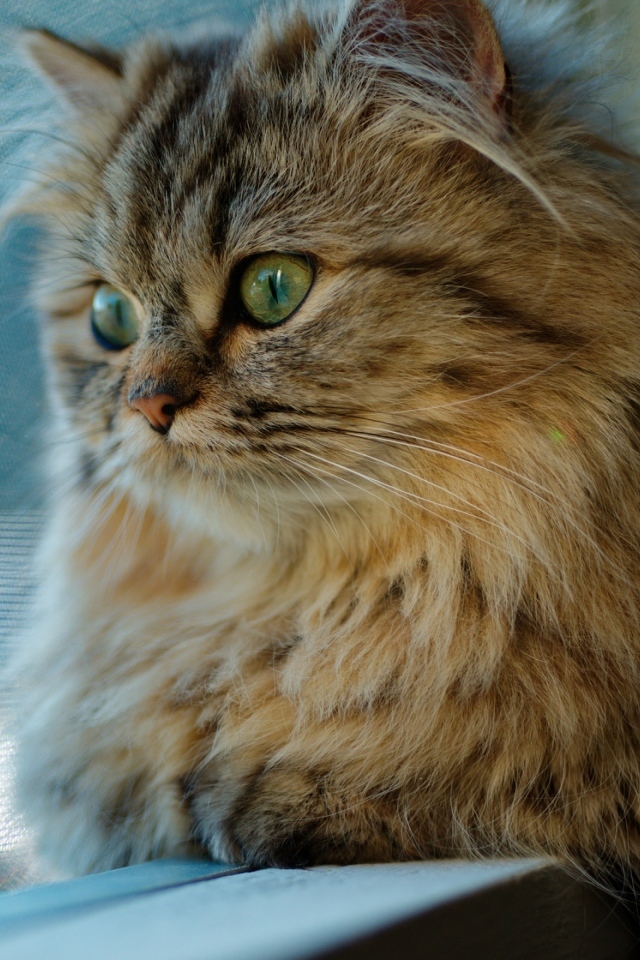 Пушистый серый зеленоглазый кот смотрит в окно 