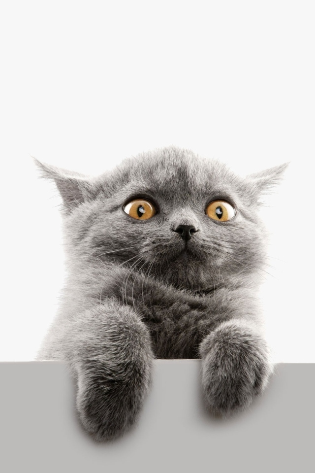 Испуганный серый котенок на белом фоне