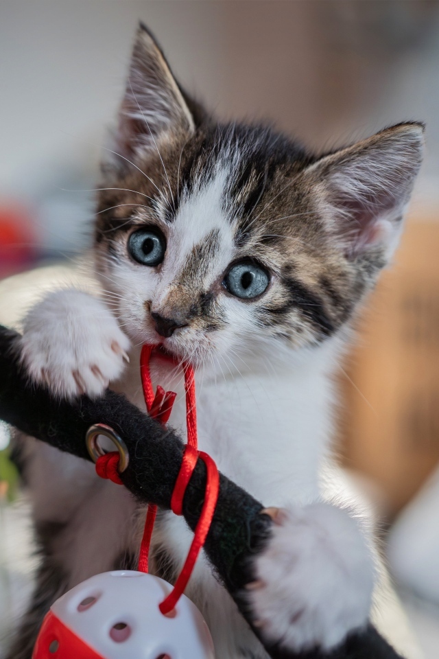 Смешной голубоглазый котенок играет с игрушкой