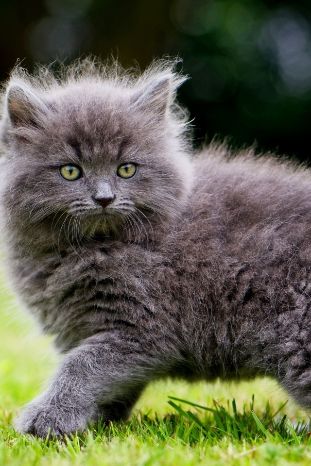 Смешной пушистый серый котенок на зеленой траве