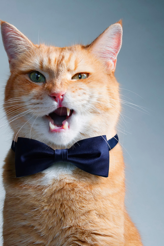 Кот джентльмен с бабочкой на шее