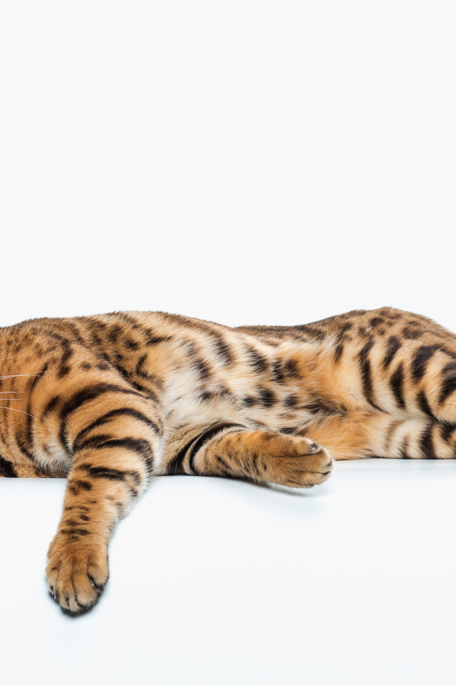 Золотой бенгальский кот на белом фоне