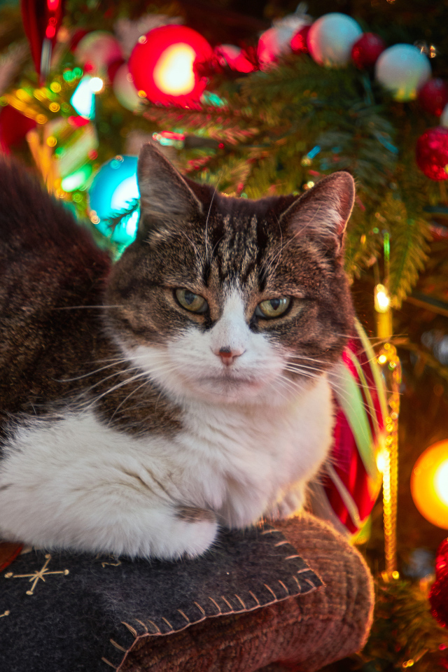 Серый кот сидит на диване у новогодней елки