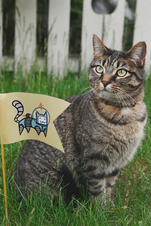 Серый кот с флажком сидит в зеленой траве