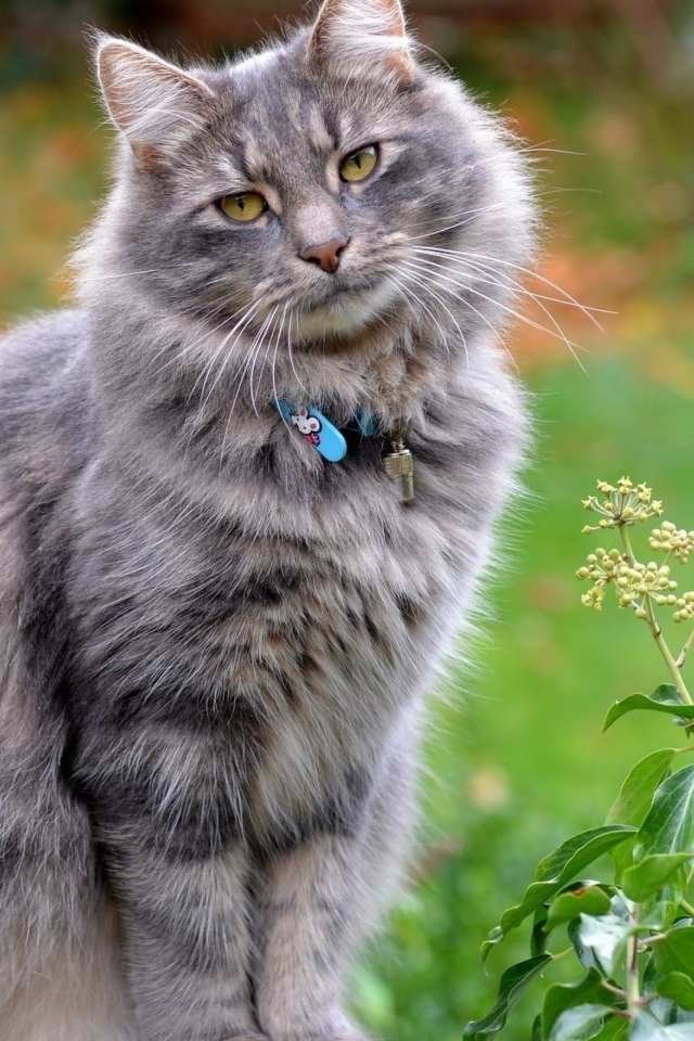 Серый пушистый кот с ошейником на улице