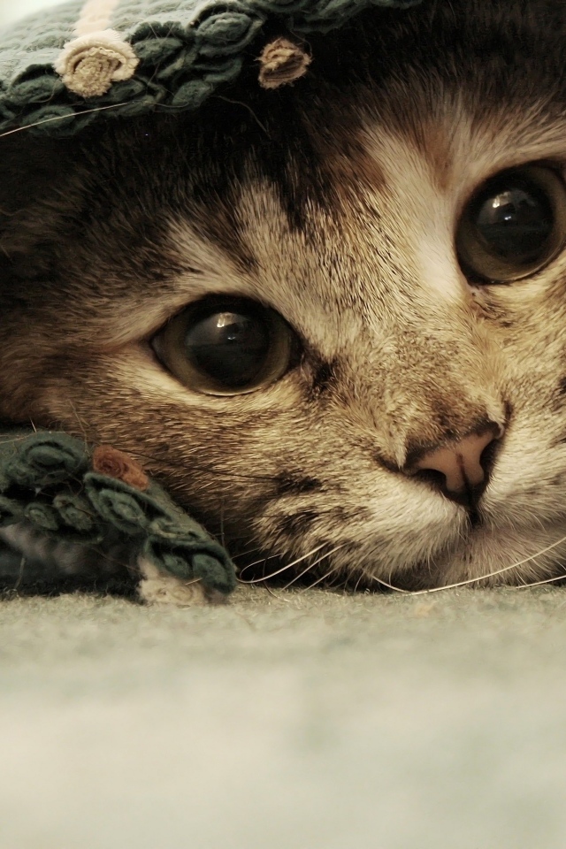 Серый котенок лежит под покрывалом