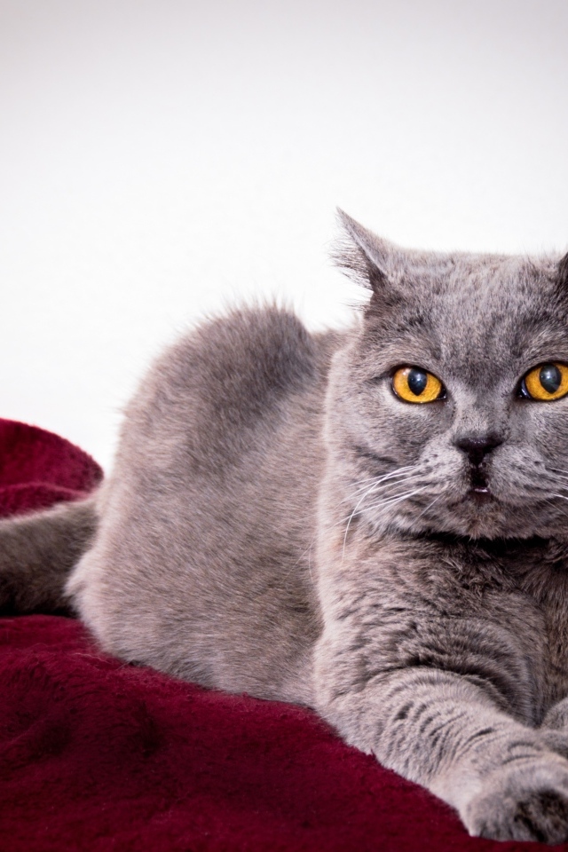 Серый породистый кот с желтыми глазами 