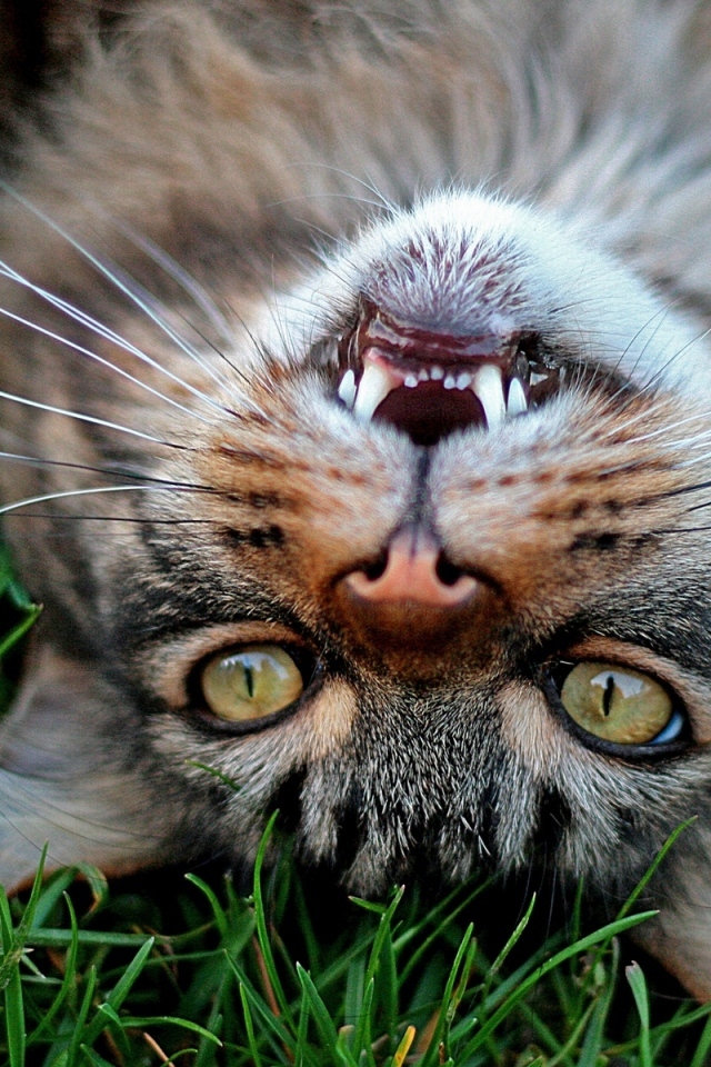 Серый довольный кот лежит на зеленой траве