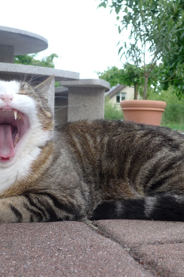 Серый полосатый кот зевает 