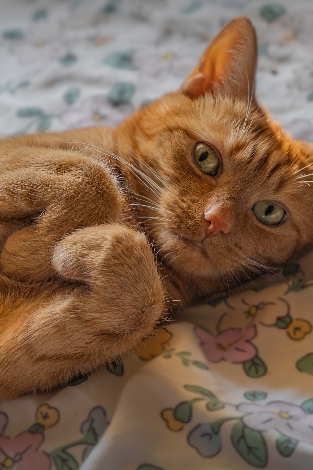 Зеленоглазый рыжий кот лежит на постели