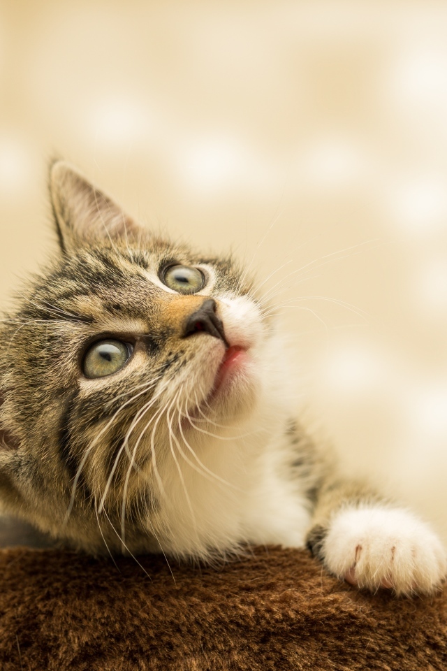 Маленький милый котенок смотрит на верх