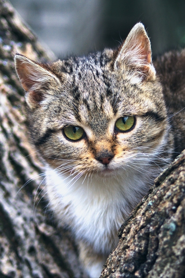 Маленький зеленоглазый серый котенок