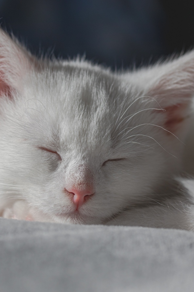 Маленький белый котенок спит на кровати