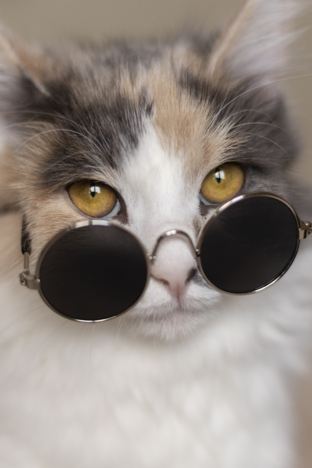 Разноцветная кошка в черных очках 