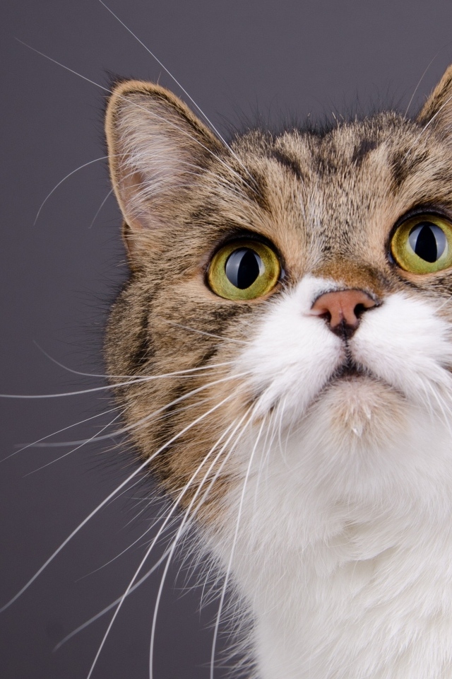 Морда зеленоглазой кошки на сером фоне