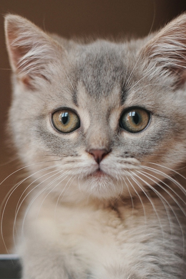 Морда маленького серого котенка крупным планом